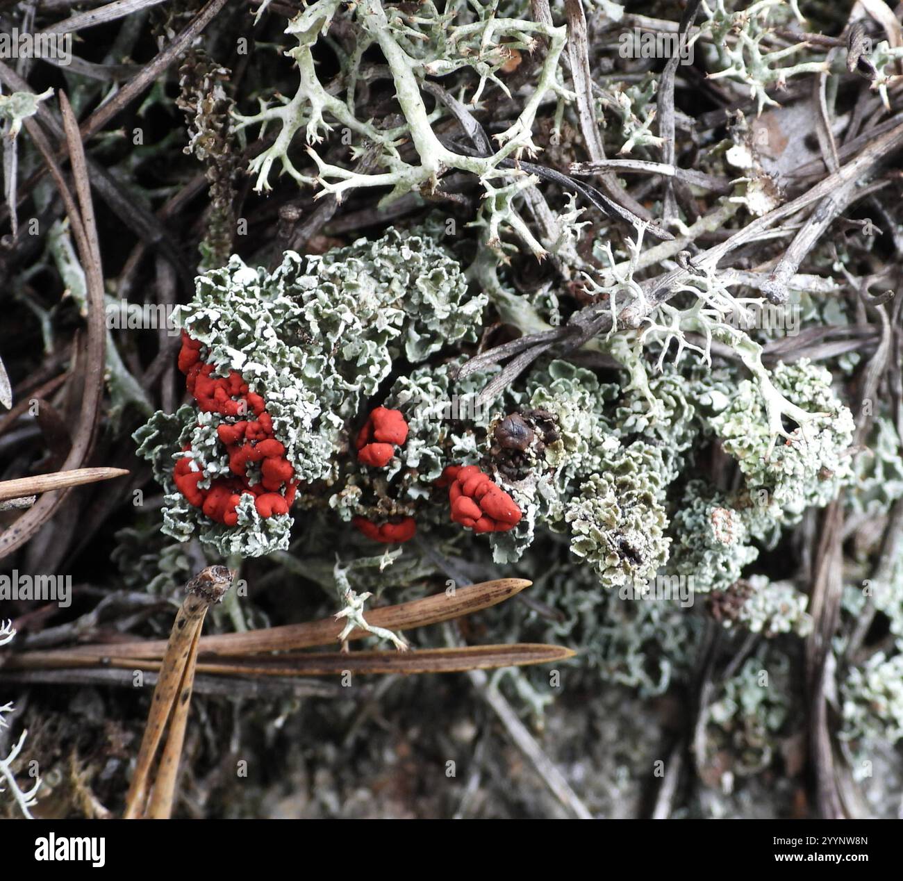 Soldats jouets (Cladonia bellidiflora) Banque D'Images