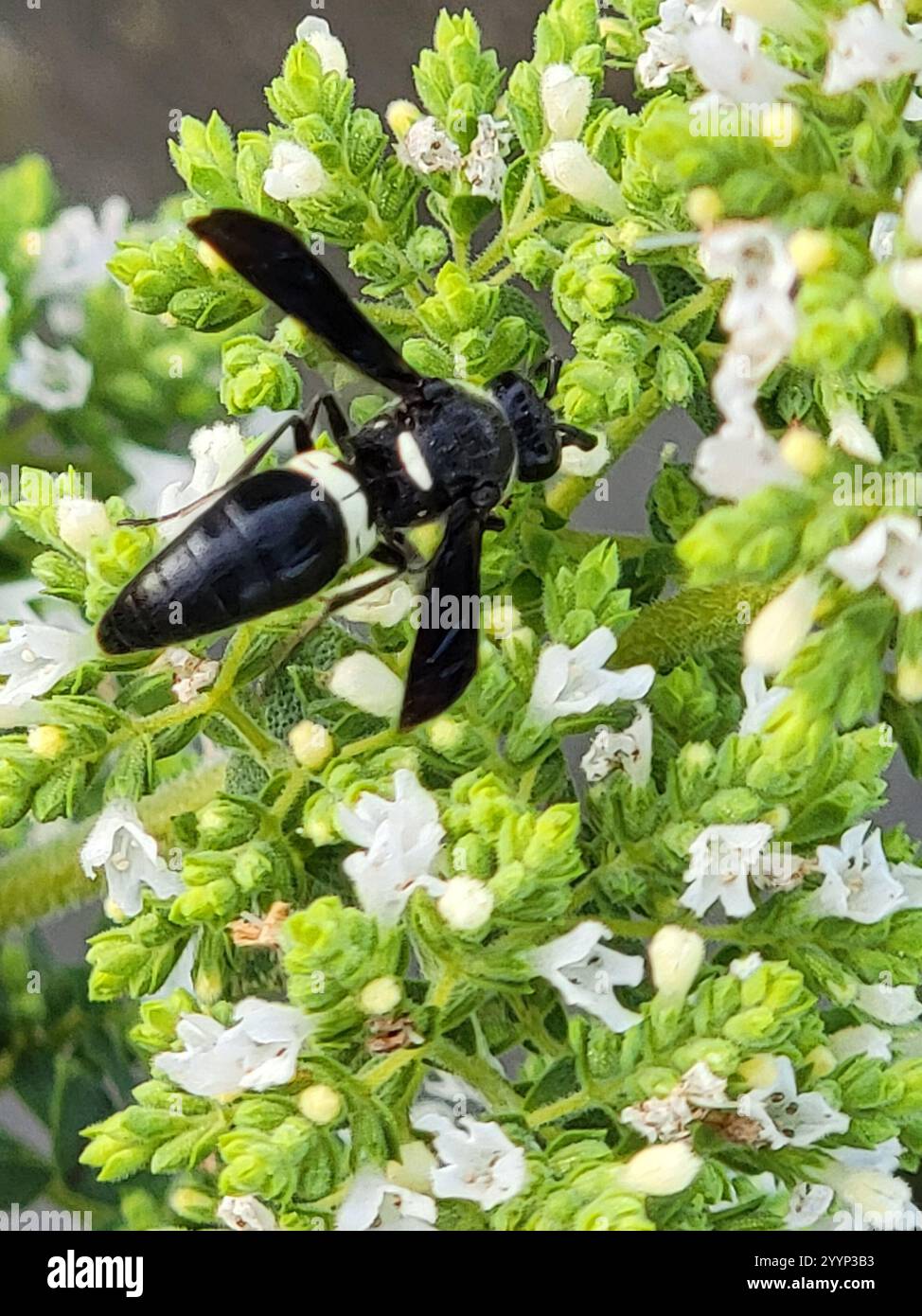 Guêpe de maçon à quatre dents (Monobia quadridens) Banque D'Images
