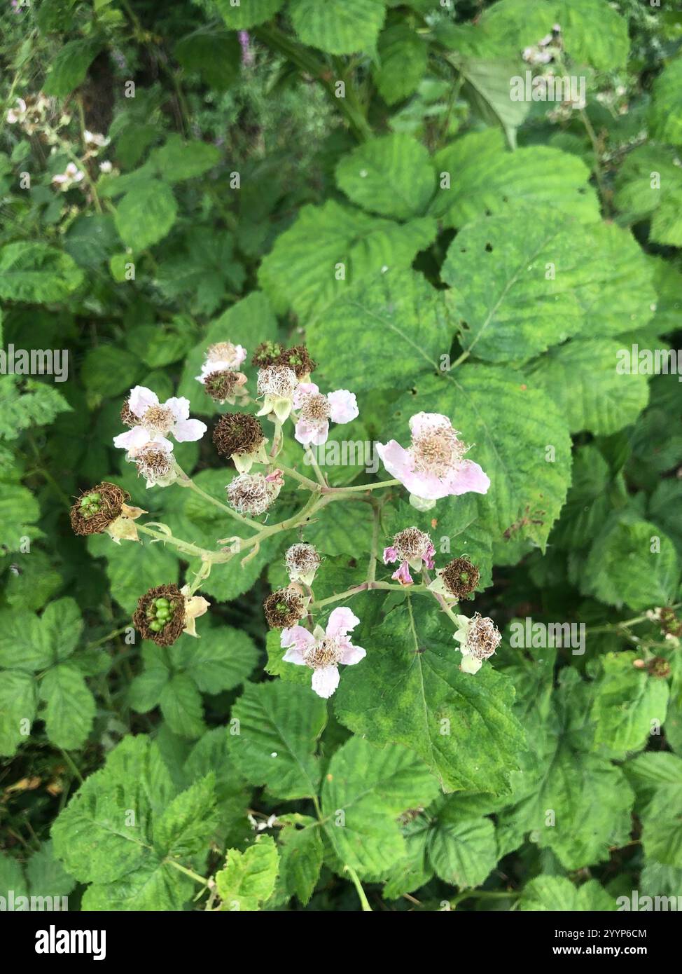 Mûre arménienne (Rubus armeniacus) Banque D'Images