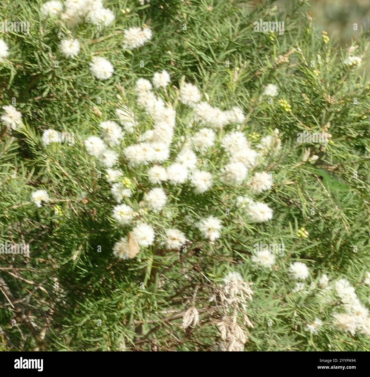 Neige en été (Melaleuca linariifolia) Banque D'Images