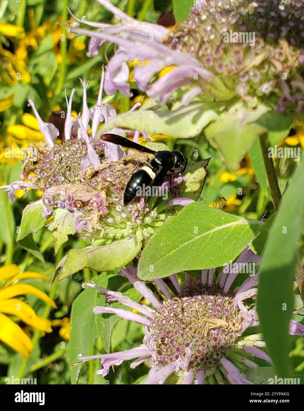 Guêpe de maçon à quatre dents (Monobia quadridens) Banque D'Images