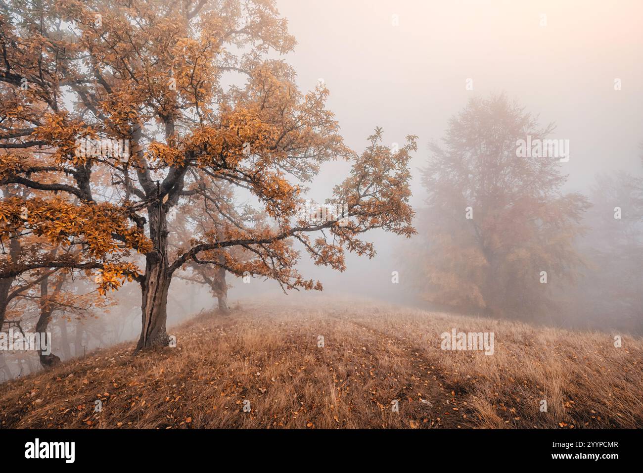 Le feuillage doré des arbres dans une forêt d'automne brumeuse crée une atmosphère mystérieuse et enchanteresse Banque D'Images