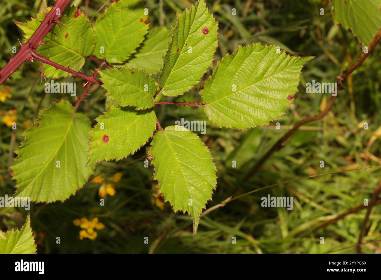 Mûre arménienne (Rubus armeniacus) Banque D'Images