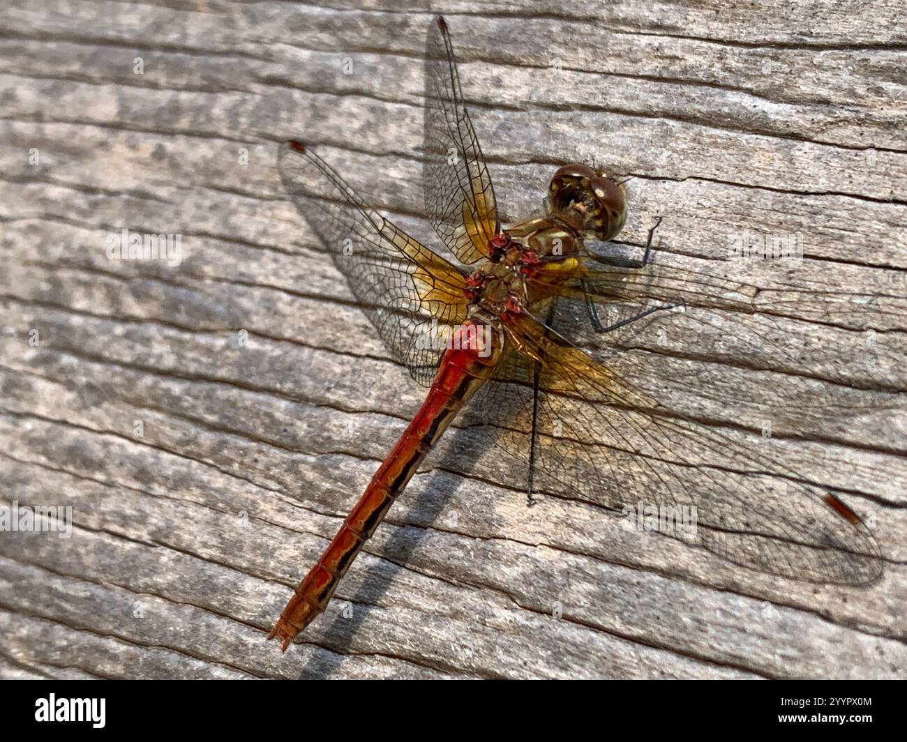 Meadowhawk rayé (Sympetrum pallipes) Banque D'Images