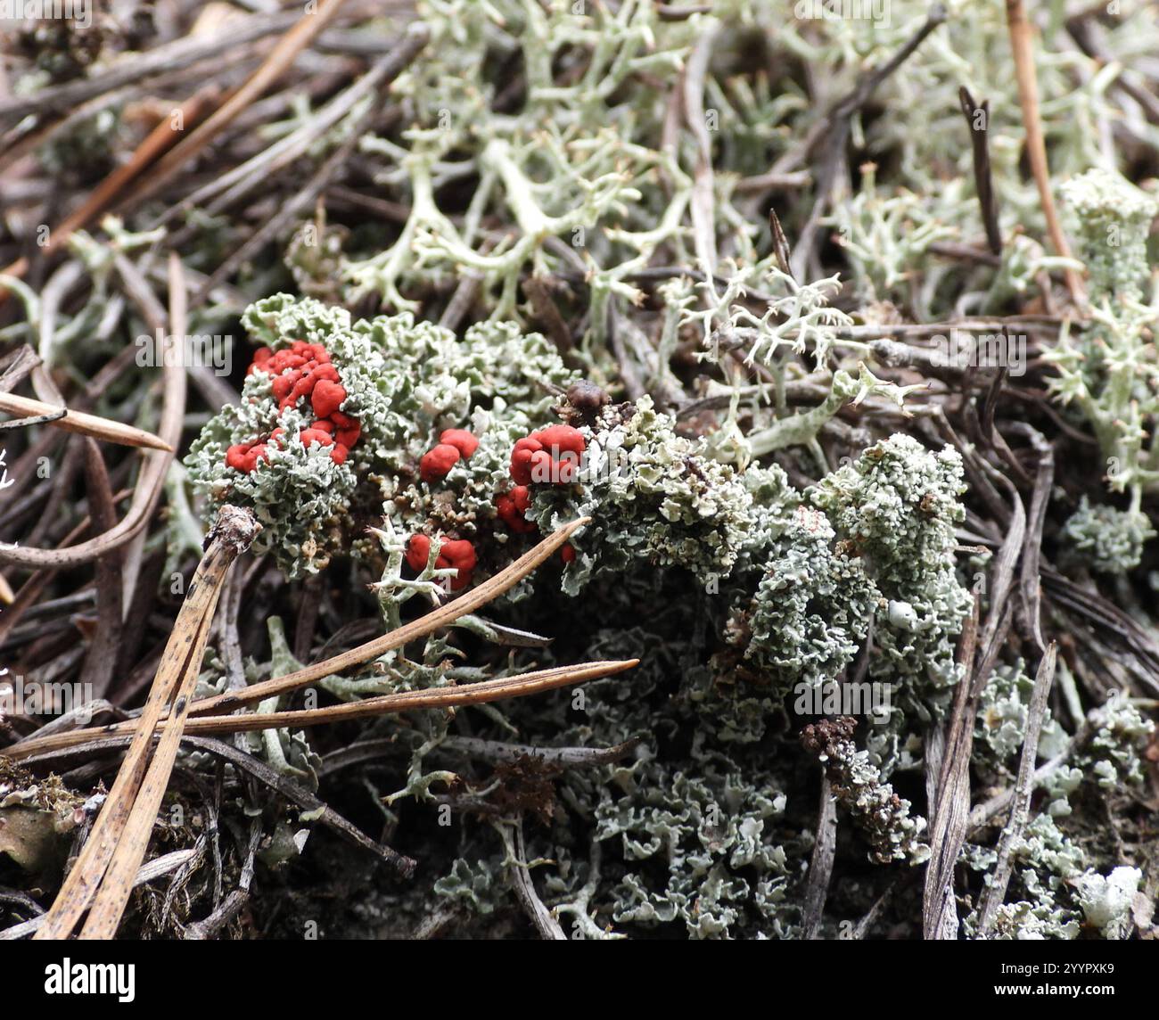 Soldats jouets (Cladonia bellidiflora) Banque D'Images