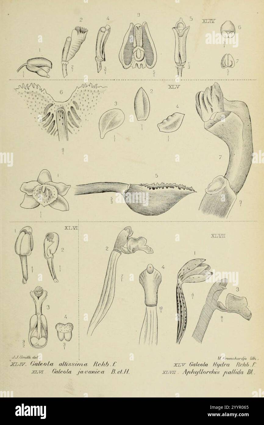 Die Orchideen von Java - fig. 44-47 (1908). Banque D'Images