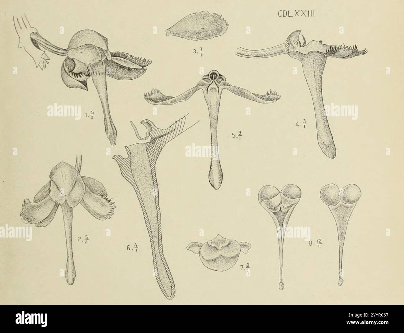Die Orchideen von Java - fig. 472-473 (1912) - recadrée 2. Banque D'Images