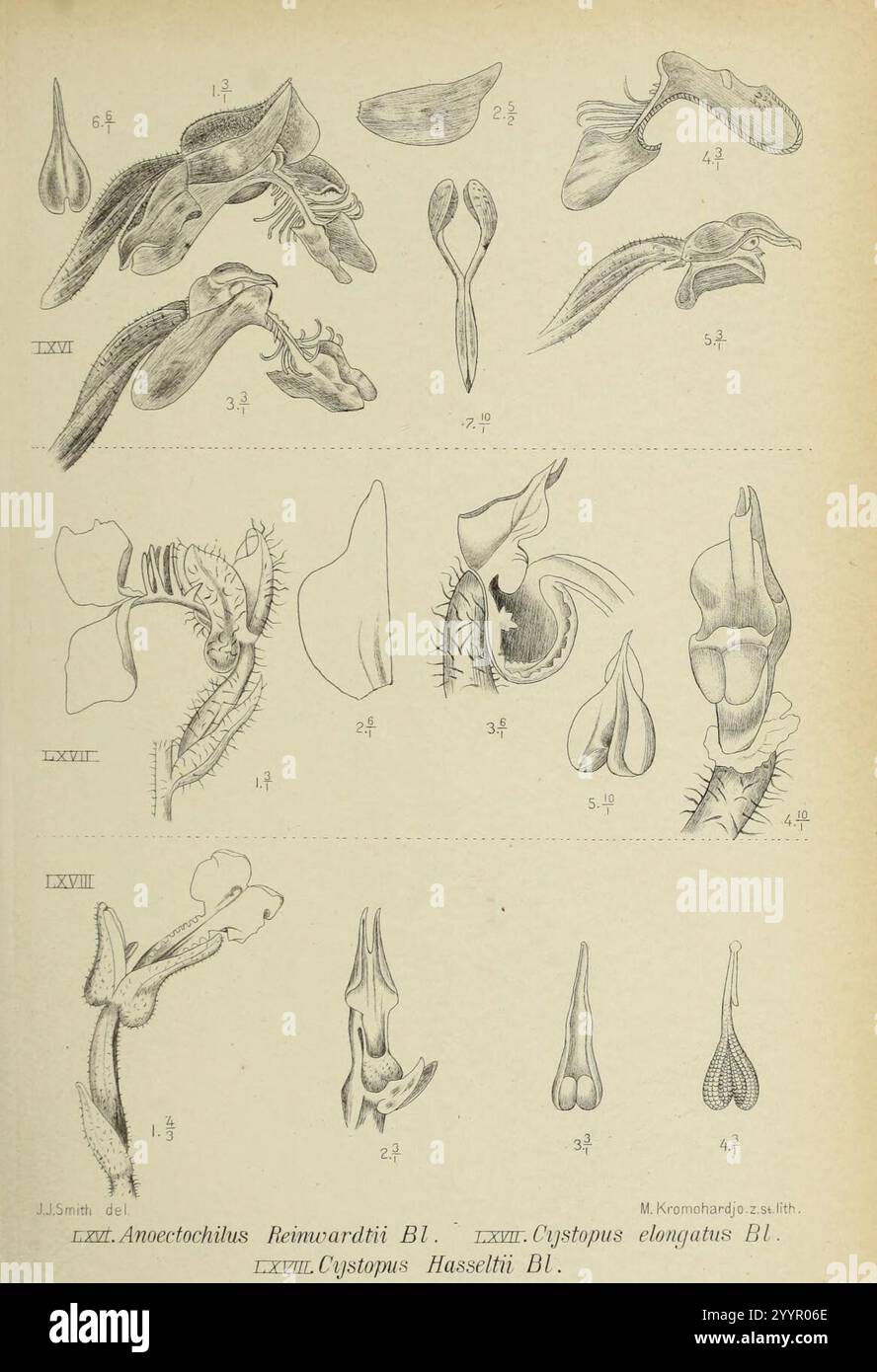 Die Orchideen von Java - fig. 66-68 (1908). Banque D'Images