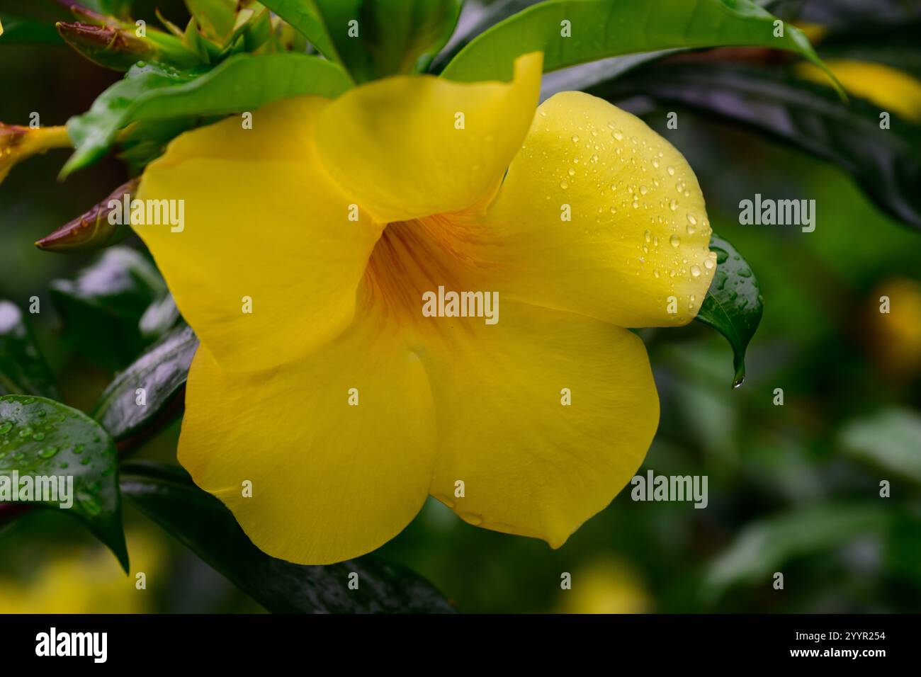 Fleur de trompette dorée Allamanda Cathartica aussi appelé Trumpetvine commune avec pétales jaunes Banque D'Images