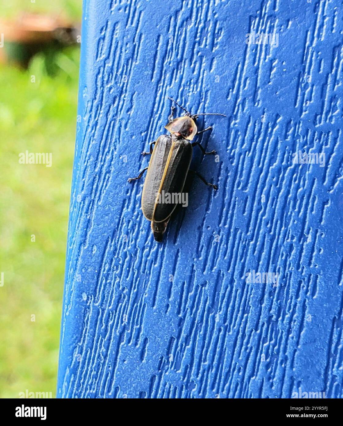 Pyractomena borealis Banque de photographies et d’images à haute ...