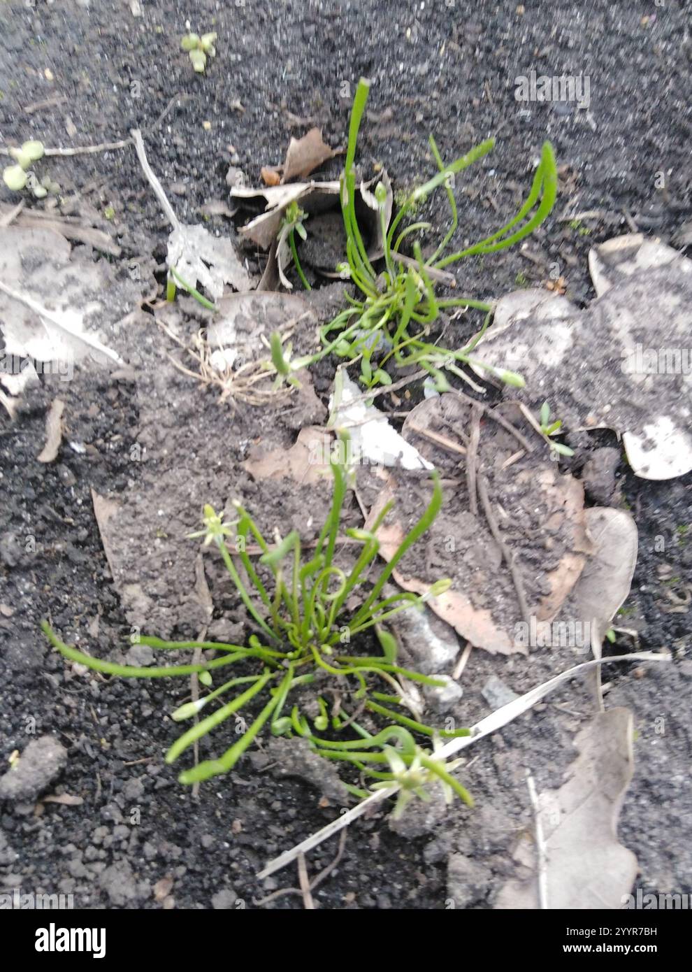 Petite queue de mousette (Myosurus minimus) Banque D'Images