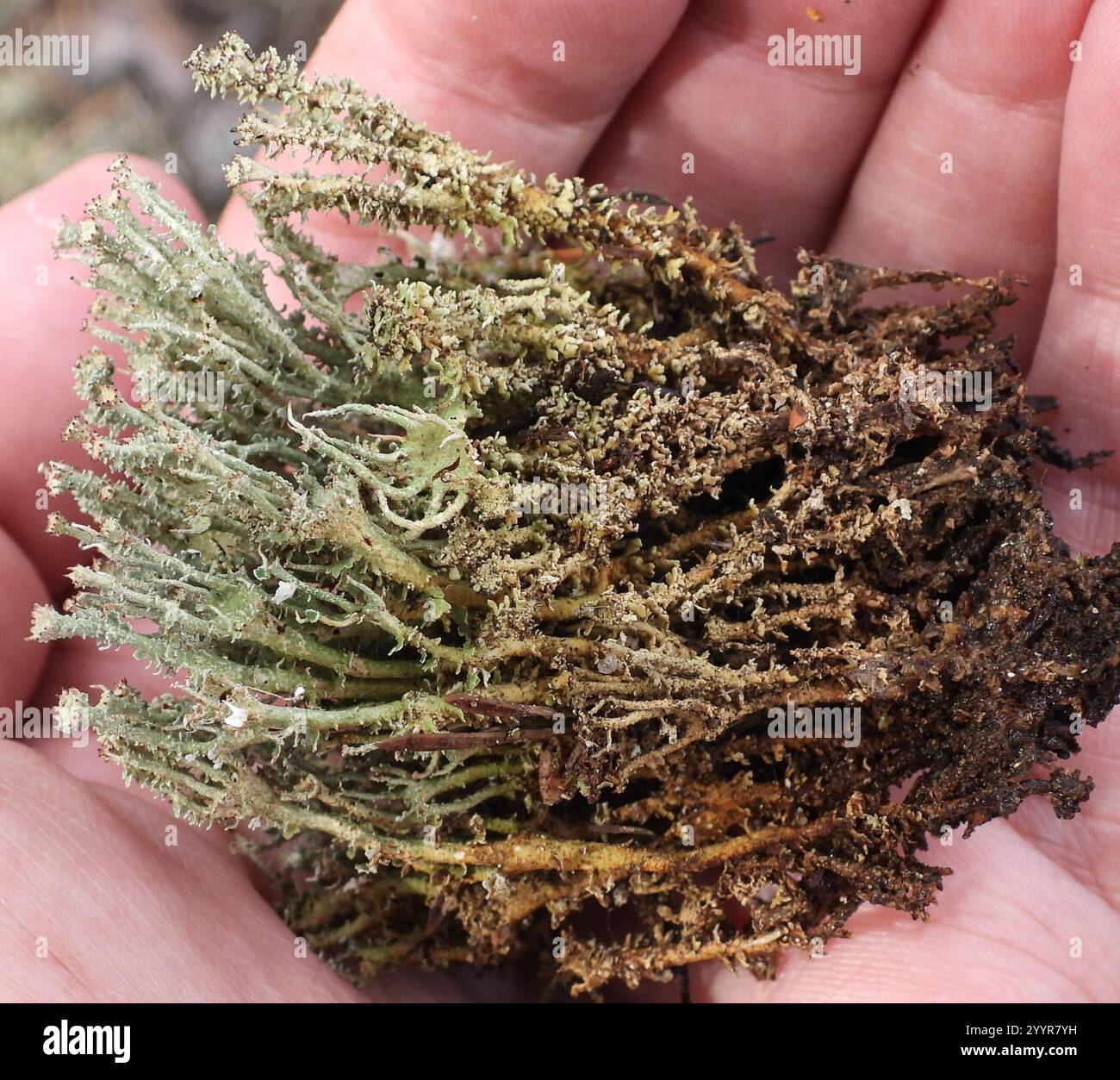 Soldats jouets (Cladonia bellidiflora) Banque D'Images