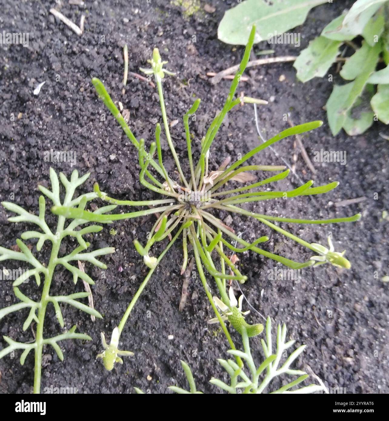 Petite queue de mousette (Myosurus minimus) Banque D'Images