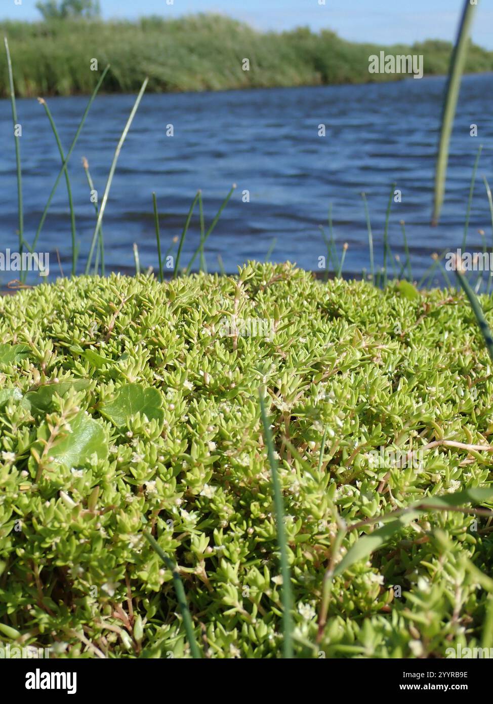 Pygmyweed de Nouvelle-Zélande (Crassula helmsii) Banque D'Images