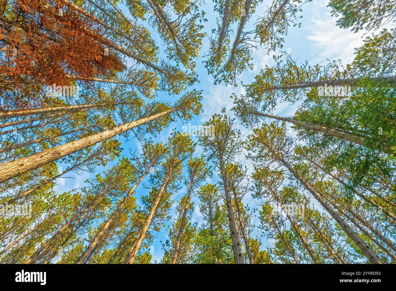 Entouré par une forêt de pins de Norvège dans le George Washington Grove sur le Gunflint Trail dans le Minnesota Banque D'Images