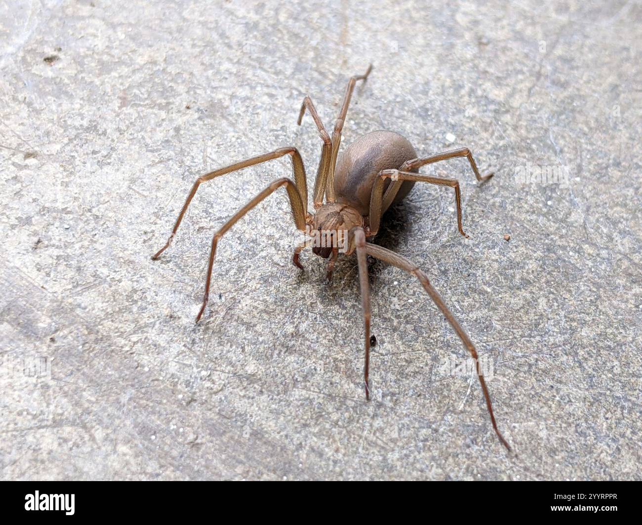 Recluse brune (Loxosceles reclusa) Banque D'Images