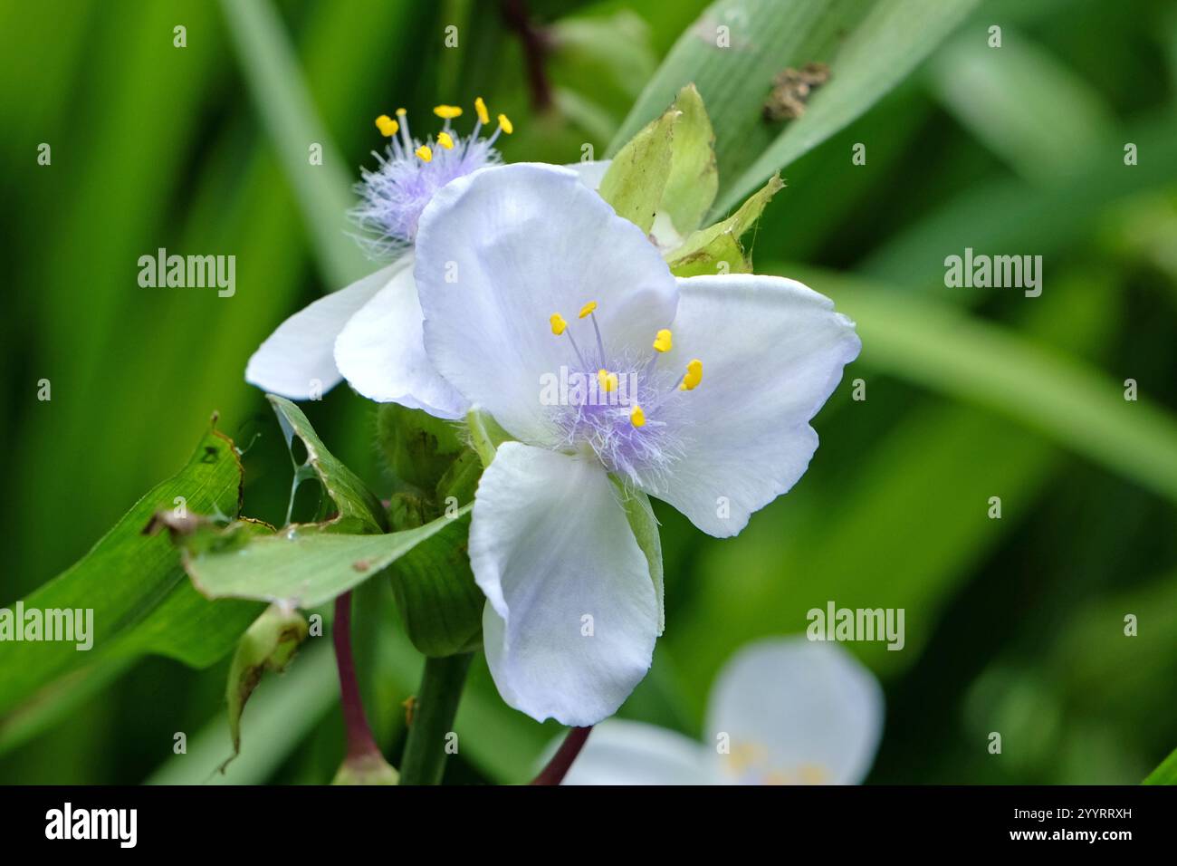 Blanc et lilas Tradescantia Andersoniana, lys d'araignée «Osprey» en fleur. Banque D'Images