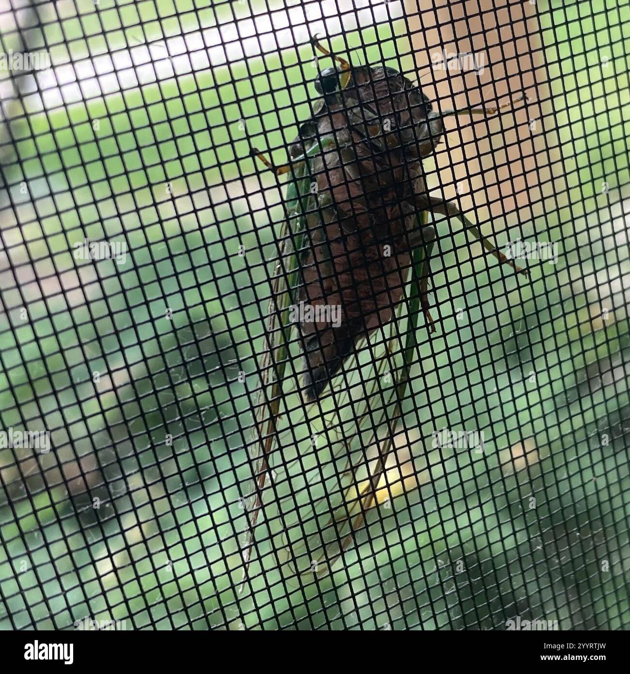 Cicada des marais (Neotibicen tibicen) Banque D'Images