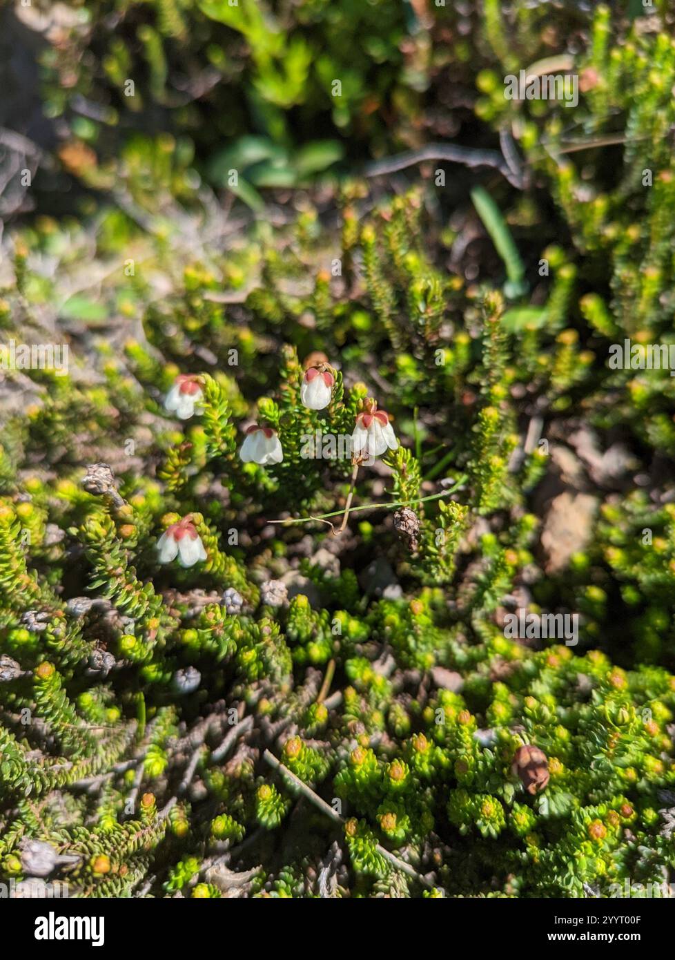 Bruyères (Harrimanella) Banque D'Images