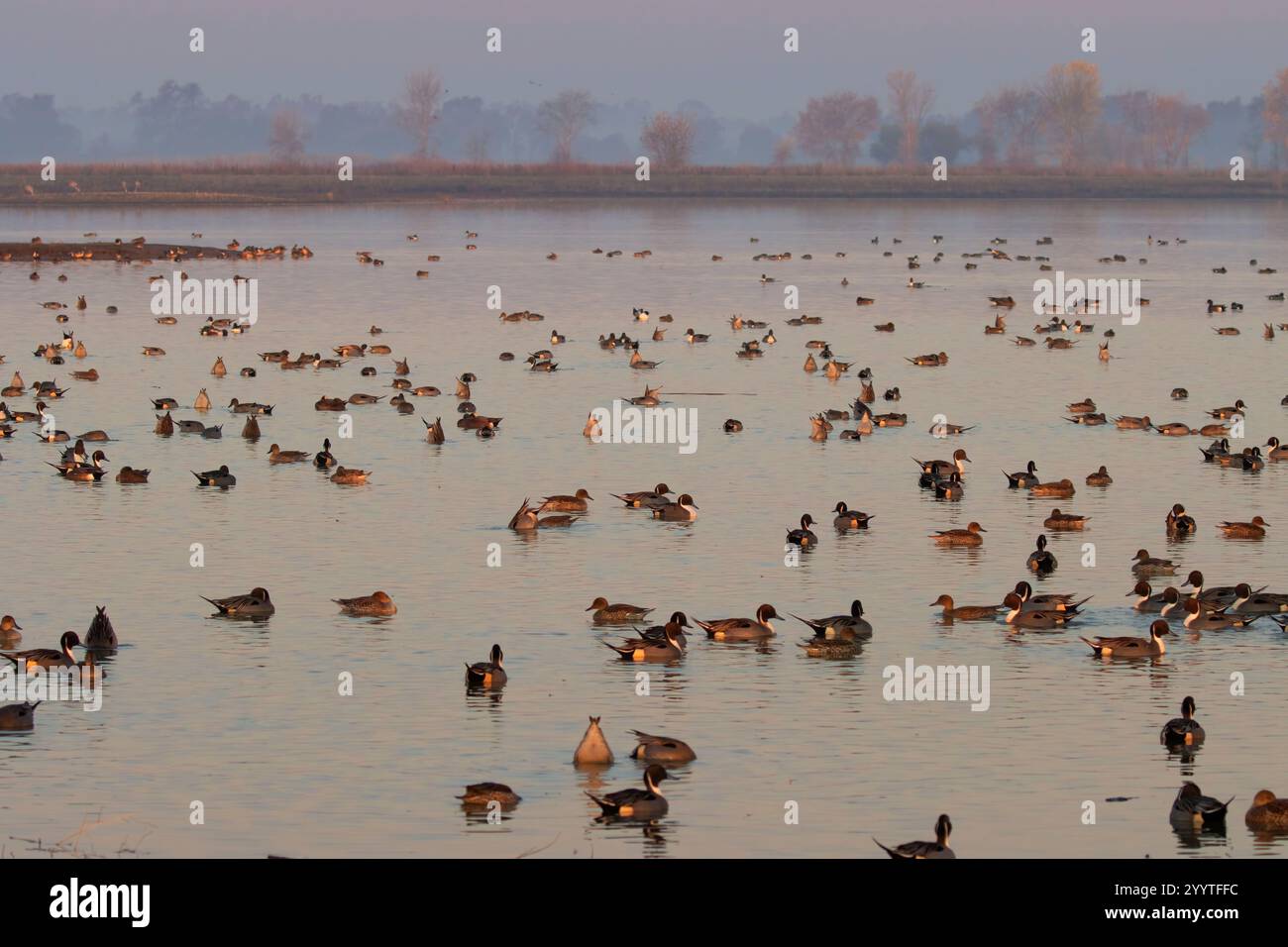 Marais de canards, unité Llano Seco, Steve Thompson North Central Valley Wildlife Management Area, Californie Banque D'Images