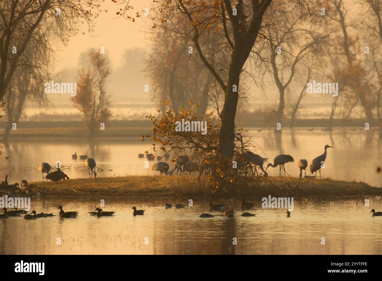 Grues de sable (Grus canadensis) dans le marais, unité Llano Seco, Steve Thompson North Central Valley Wildlife Management Area, Californie Banque D'Images