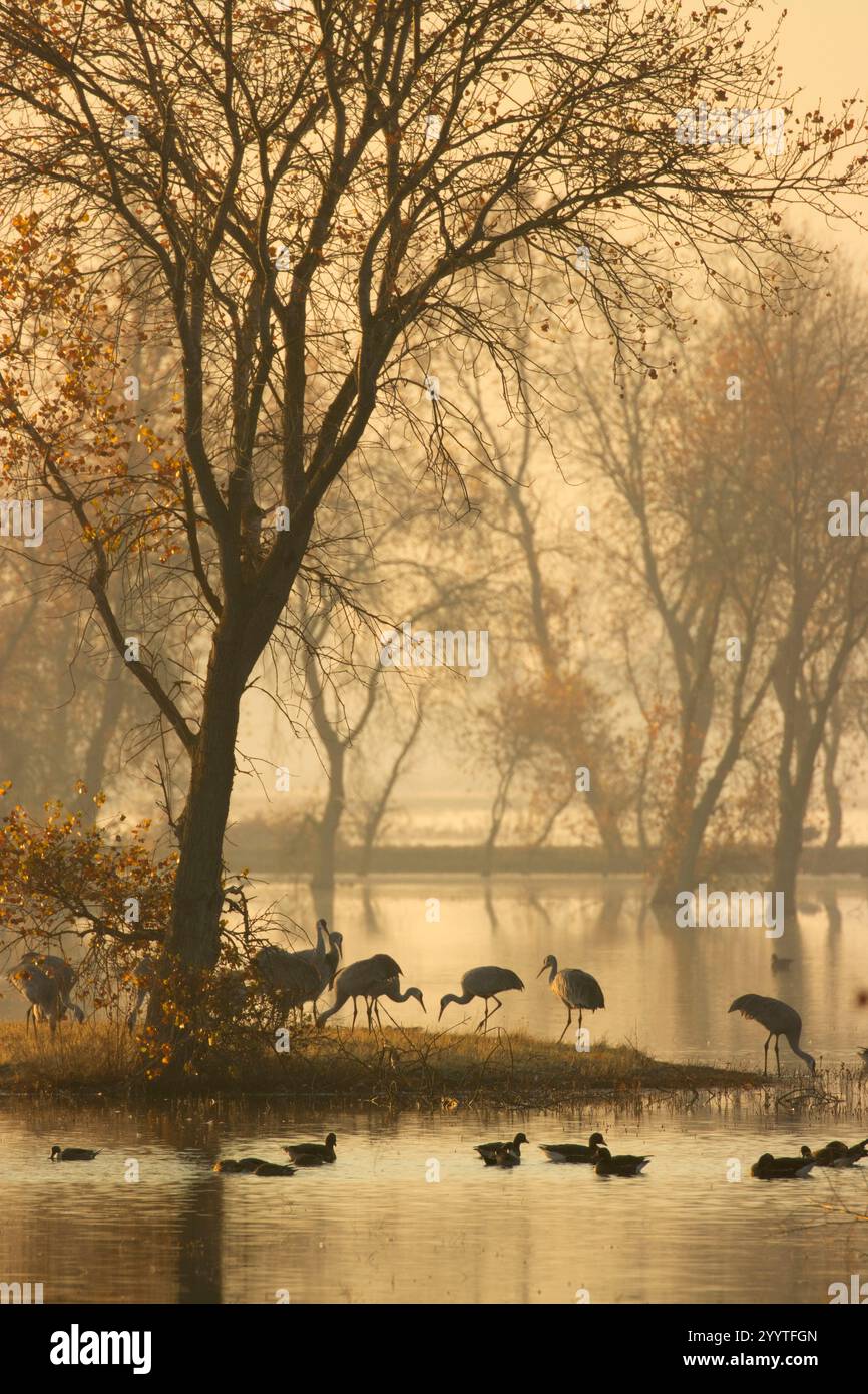 Grues de sable (Grus canadensis) dans le marais, unité Llano Seco, Steve Thompson North Central Valley Wildlife Management Area, Californie Banque D'Images