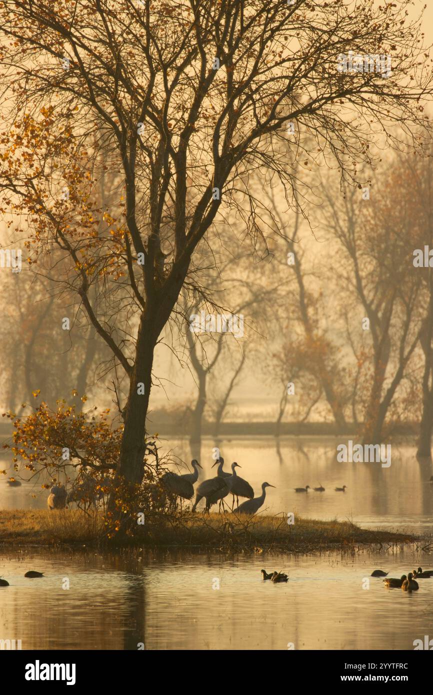 Grues de sable (Grus canadensis) dans le marais, unité Llano Seco, Steve Thompson North Central Valley Wildlife Management Area, Californie Banque D'Images