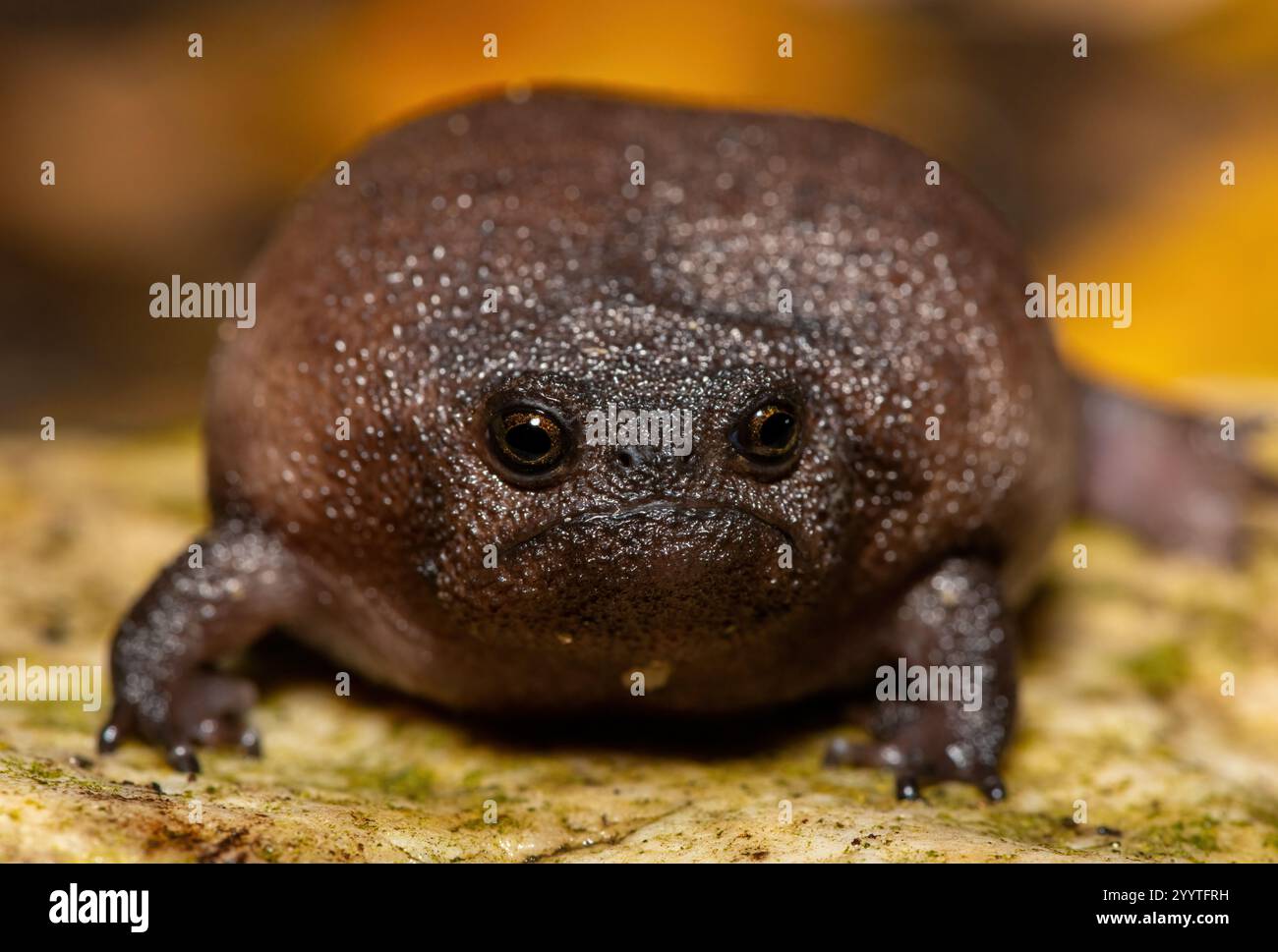 Gros plan d'une mignonne grenouille de pluie (Breviceps fuscus), également connue sous le nom de grenouille de pluie noire ou grenouille de pluie Tsitsikamma Banque D'Images