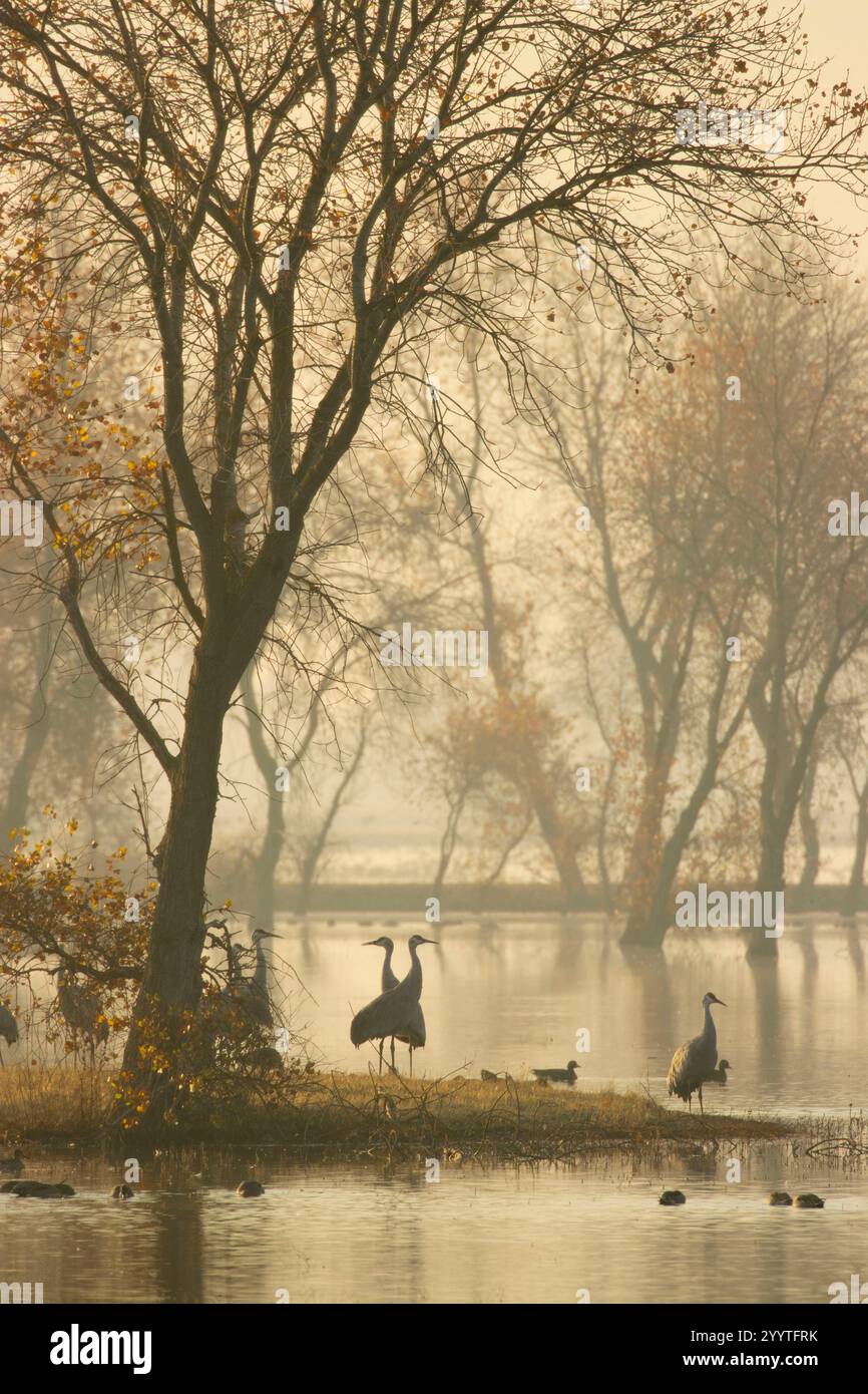 Grues de sable (Grus canadensis) dans le marais, unité Llano Seco, Steve Thompson North Central Valley Wildlife Management Area, Californie Banque D'Images