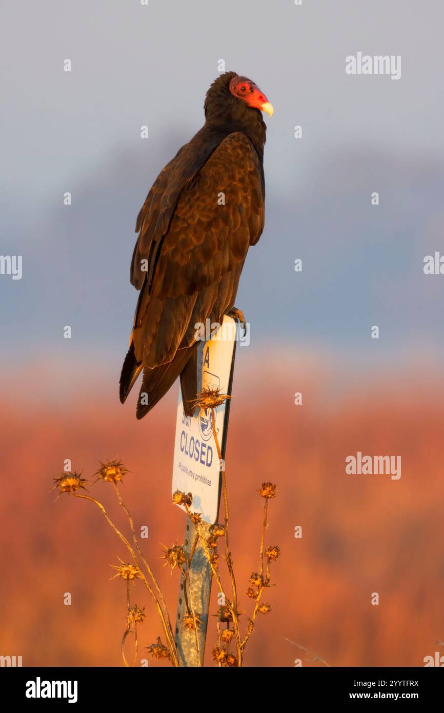 Vulture de Turquie (Cathartes aura), unité Llano Seco, Steve Thompson North Central Valley Wildlife Management Area, Californie Banque D'Images