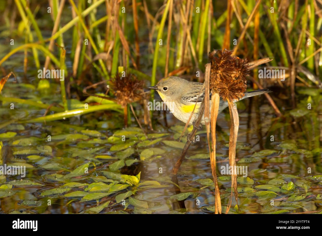 Paruline à grondement jaune (Setophaga coronata), unité Llano Seco, Steve Thompson North Central Valley Wildlife Management Area, Californie Banque D'Images