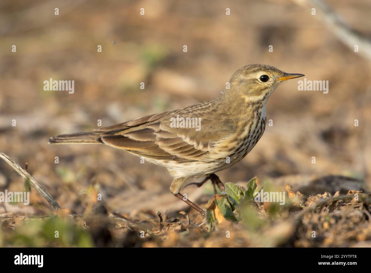 American Pipit (Anthus rubescens), Llano Seco Unit, Steve Thompson North Central Valley Wildlife Management Area, Californie Banque D'Images