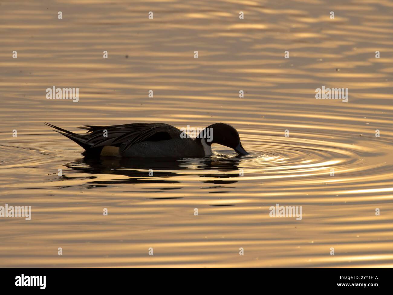 Silhouette de pintail nordique (Anas acuta), unité Llano Seco, Steve Thompson North Central Valley Wildlife Management Area, Californie Banque D'Images