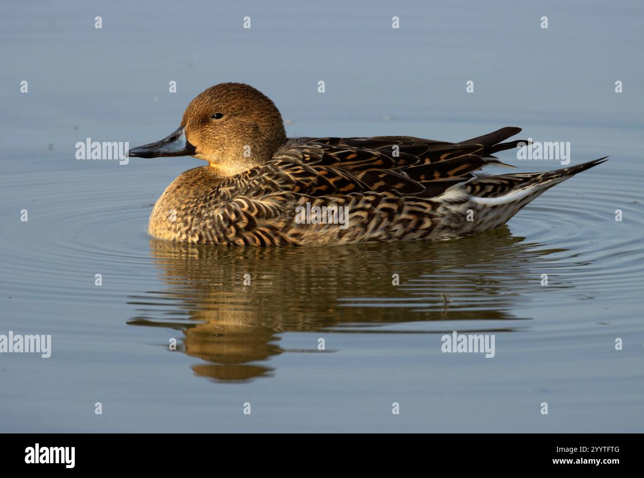 Northern Pintail (Anas acuta), unité Llano Seco, zone de gestion de la faune de Steve Thompson North Central Valley, Californie Banque D'Images
