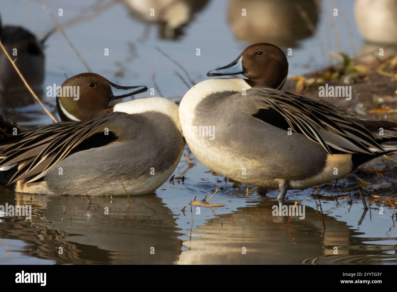 Northern Pintail (Anas acuta), unité Llano Seco, zone de gestion de la faune de Steve Thompson North Central Valley, Californie Banque D'Images