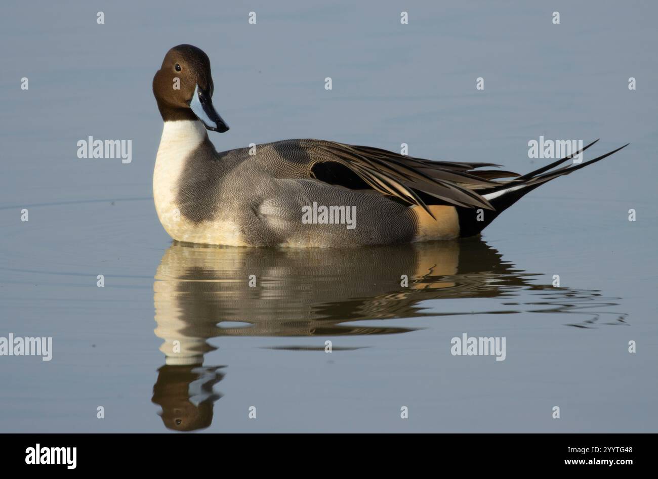 Northern Pintail (Anas acuta), unité Llano Seco, zone de gestion de la faune de Steve Thompson North Central Valley, Californie Banque D'Images