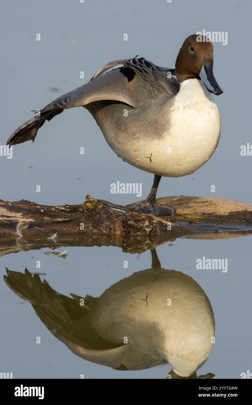 Northern Pintail (Anas acuta), unité Llano Seco, zone de gestion de la faune de Steve Thompson North Central Valley, Californie Banque D'Images