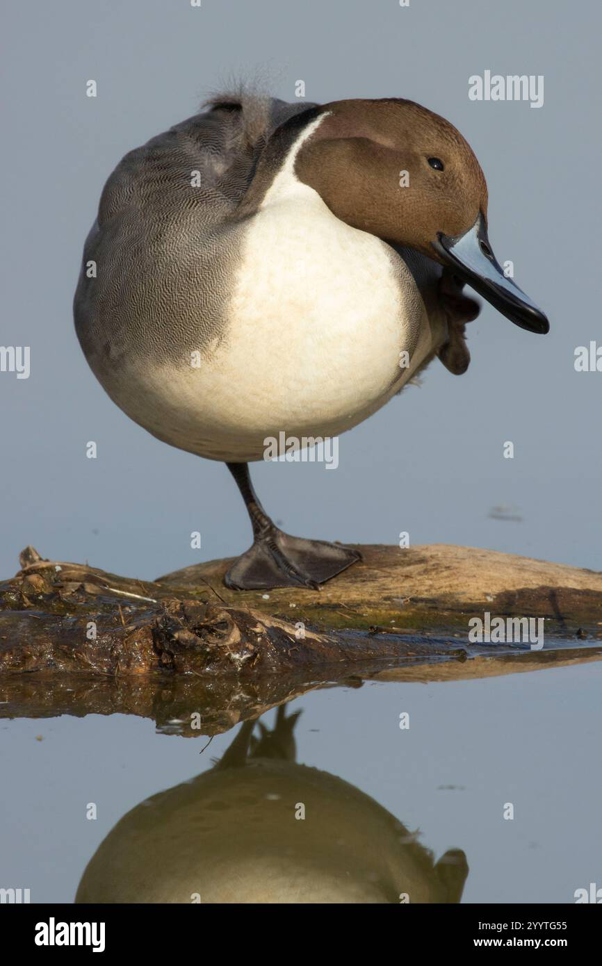 Northern Pintail (Anas acuta), unité Llano Seco, zone de gestion de la faune de Steve Thompson North Central Valley, Californie Banque D'Images