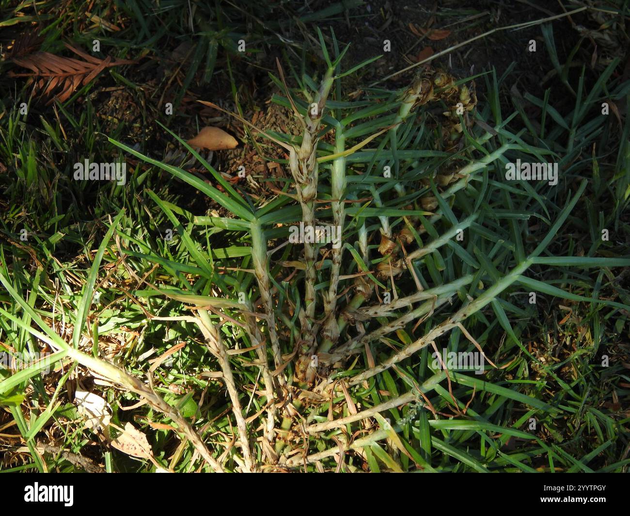 Herbe de Kikuyu (Cenchrus clandestinus) Banque D'Images