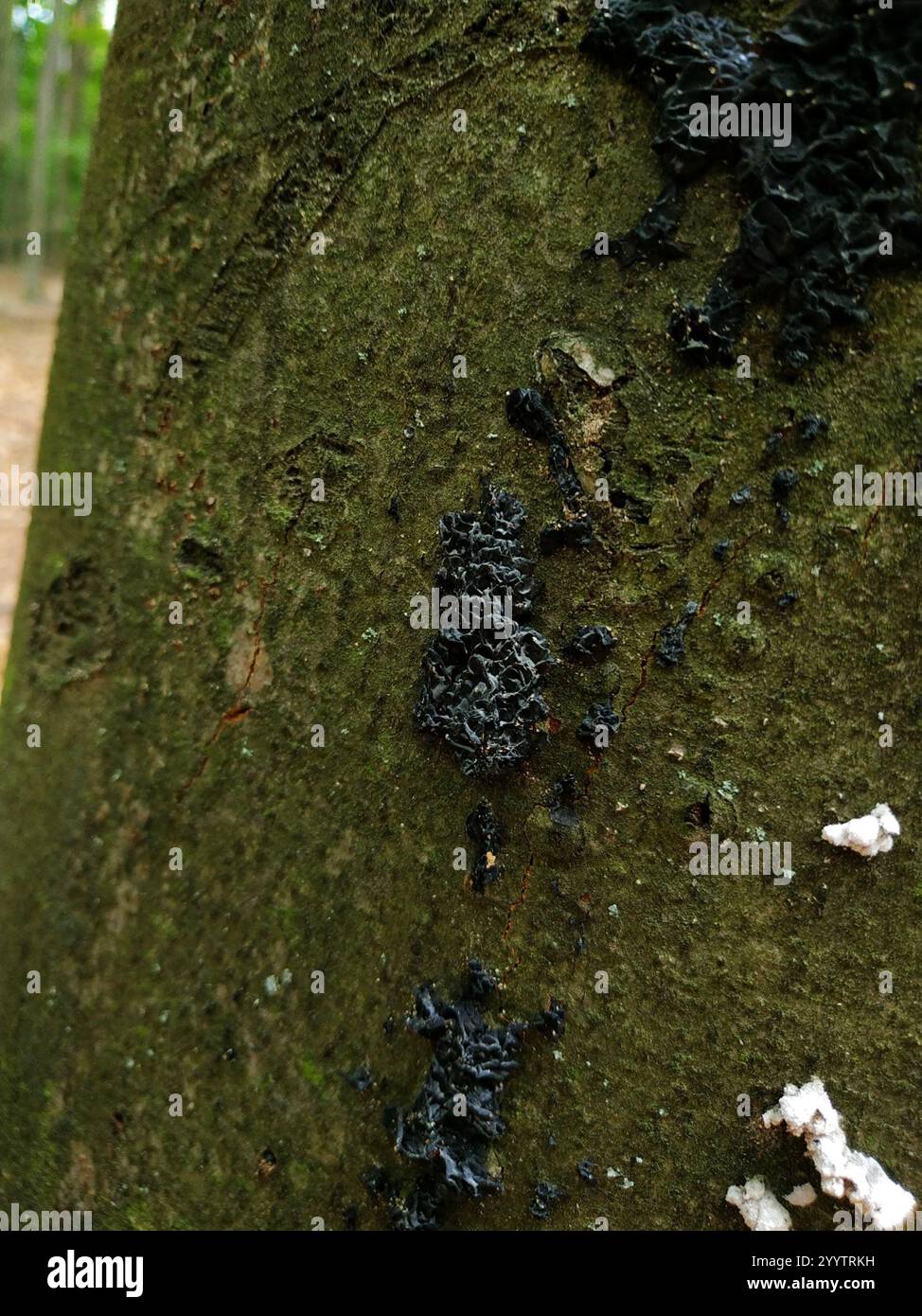 Beurre de Warlock (Exidia nigricans) Banque D'Images