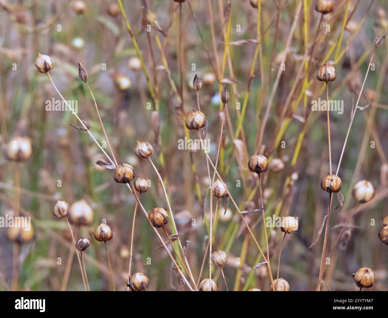 Le champ gros plan capsules de graines sèches de lin commun. Agriculture pour la fibre de lin et l'huile de lin. Plantes cultivées de Linum usitatissimum. Banque D'Images