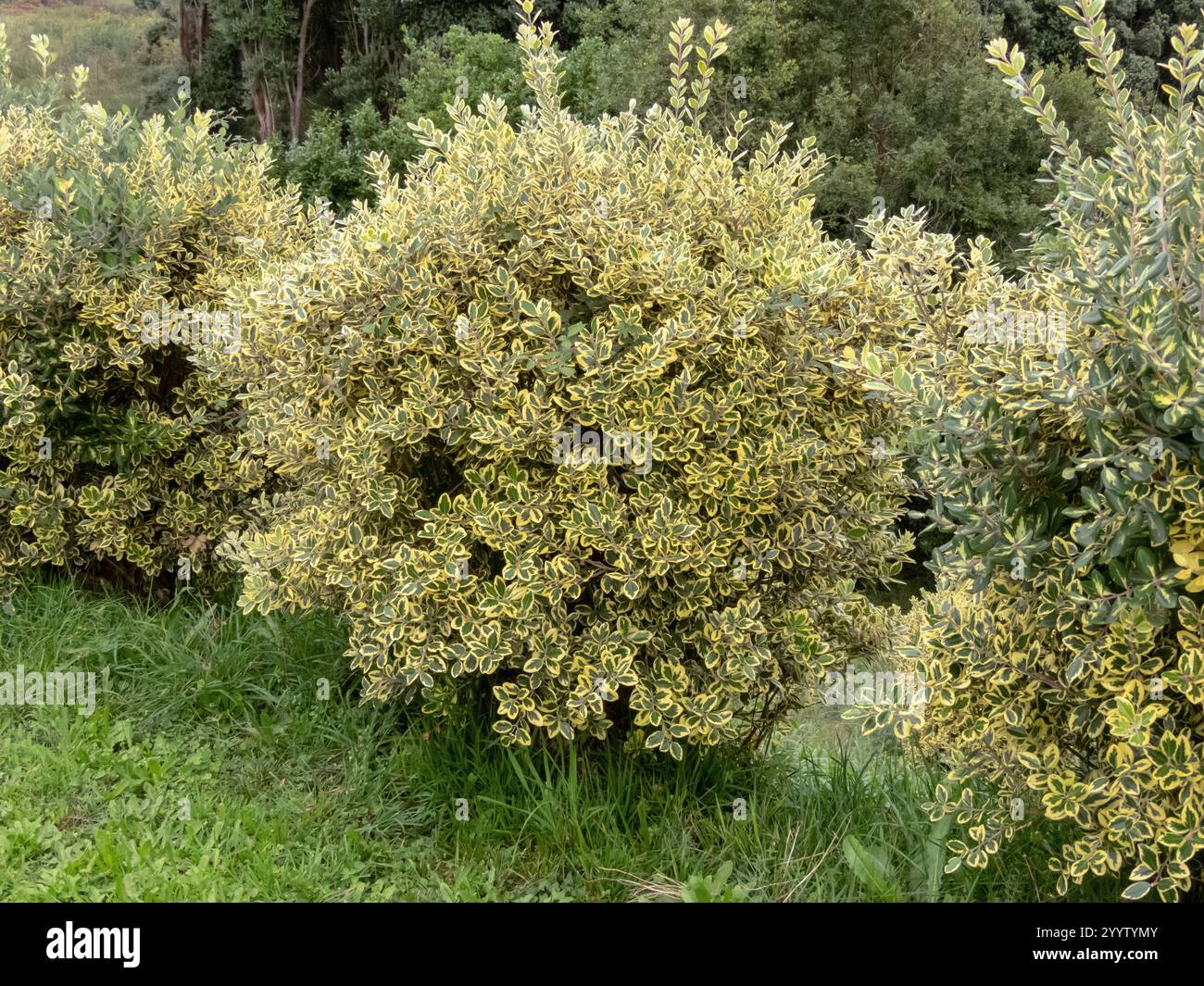 Haie Metrosideros excelsa variegata. Arbustes taillés en fer avec feuillage panaché dans le jardin. Cultivar compact d'arbre de Noël de Nouvelle-Zélande. Pohu Banque D'Images