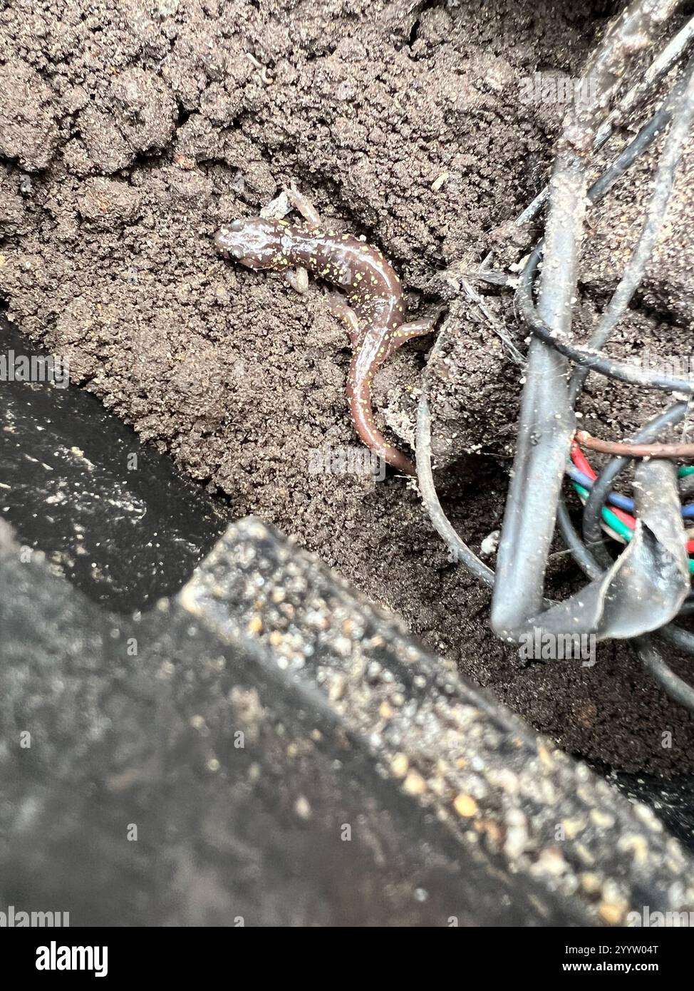 Salamandre arboricole (Aneides lugubris) Banque D'Images