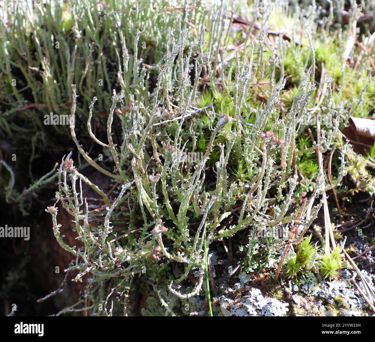 Lichen Pixie lisse (Cladonia gracilis gracilis) Banque D'Images