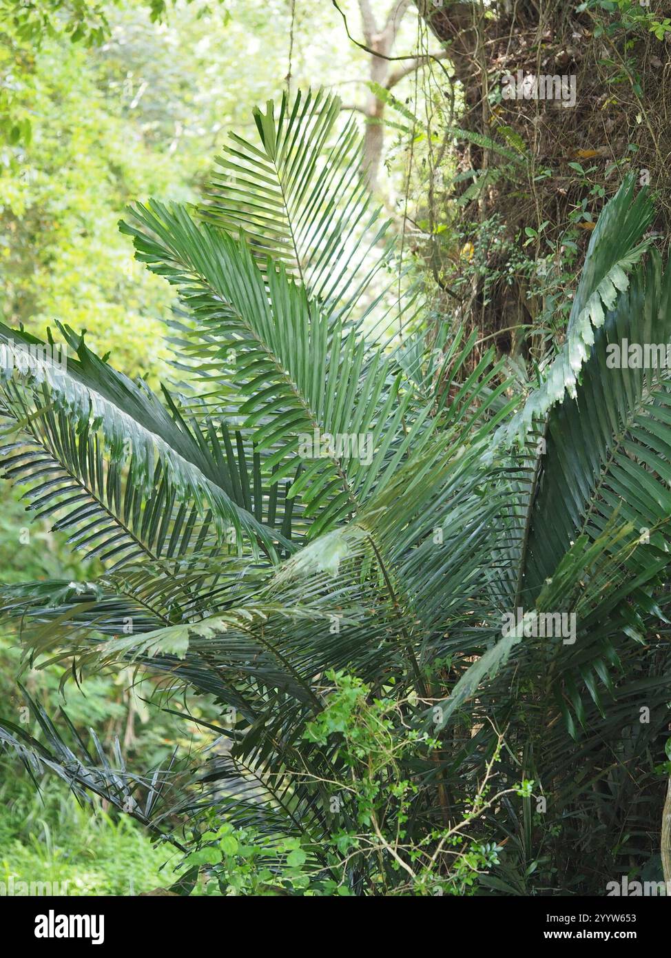 Palmier Arenga (Arenga engleri) Banque D'Images