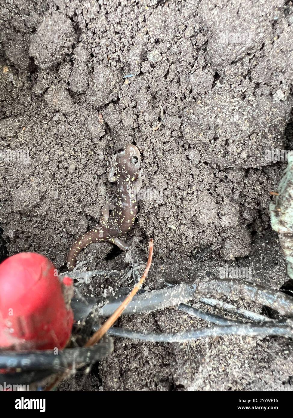 Salamandre arboricole (Aneides lugubris) Banque D'Images