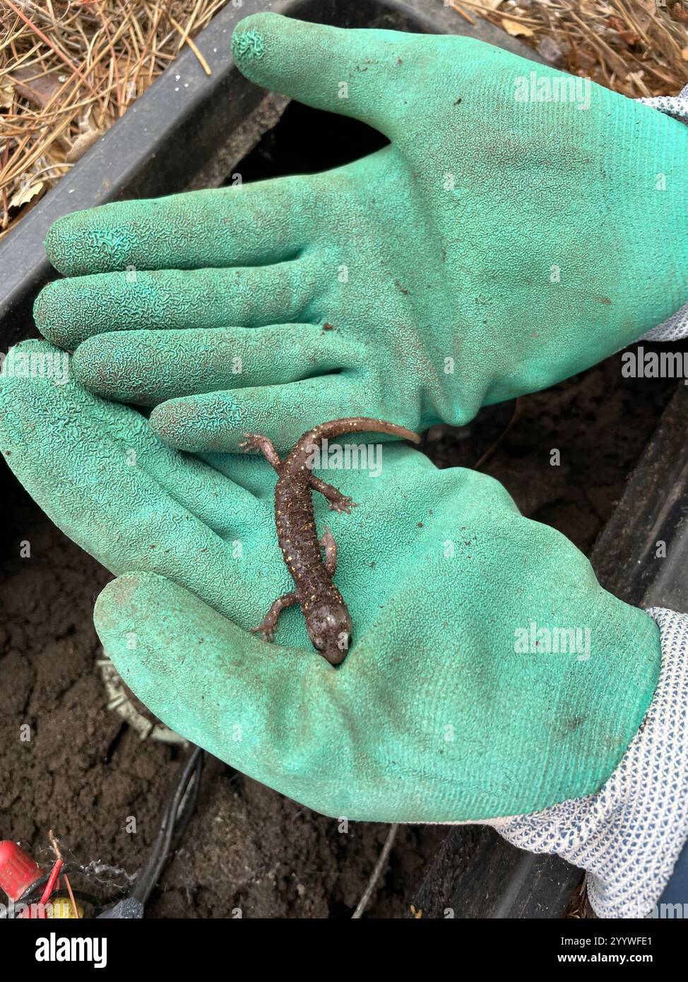 Salamandre arboricole (Aneides lugubris) Banque D'Images