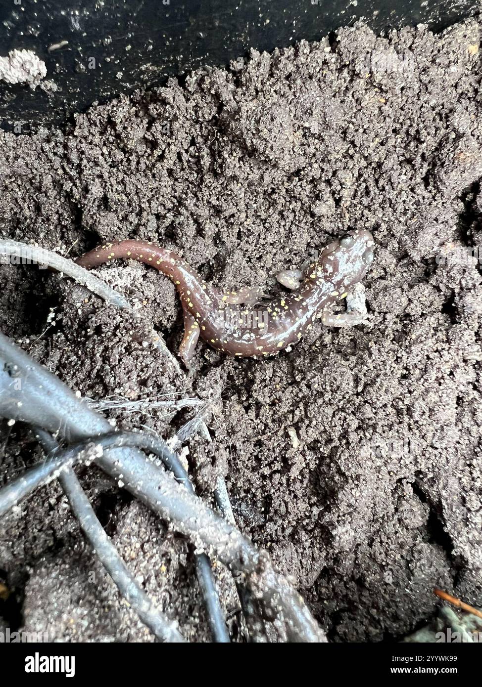 Salamandre arboricole (Aneides lugubris) Banque D'Images