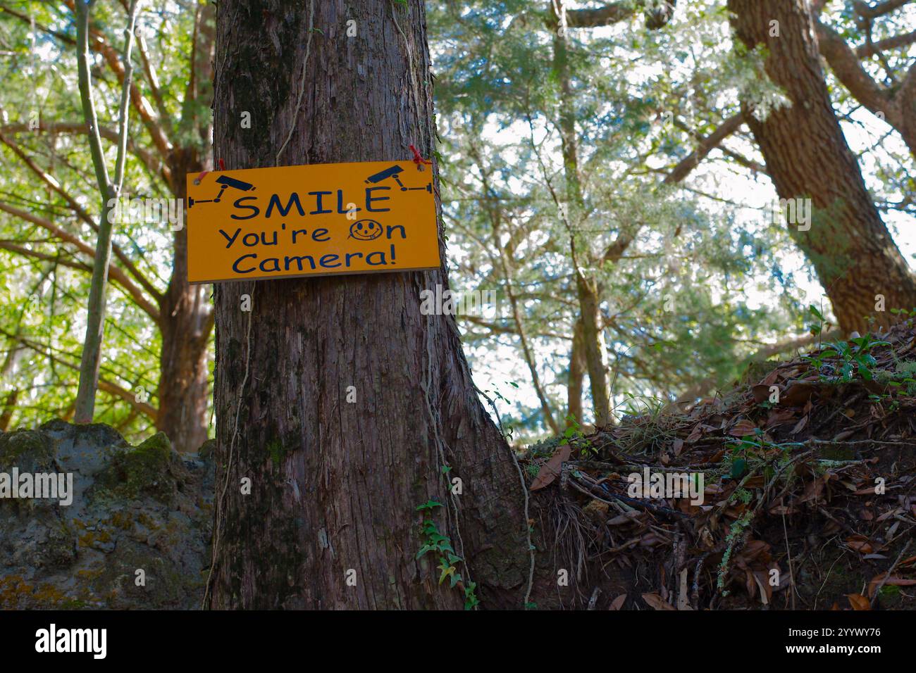 Orange et noir sourire vous êtes sur le signe de la caméra attaché à un arbre sur la gauche. Couvre-sol, ciel lumineux et autres arbres à l'arrière par une journée ensoleillée. Banque D'Images