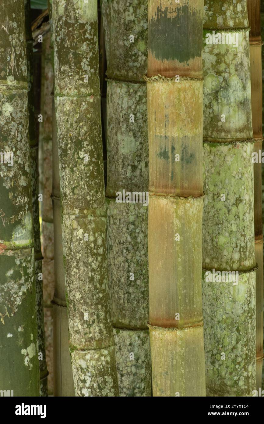 Hautes et robustes tiges de bambou se tiennent étroitement ensemble, affichant différentes nuances de vert et de brun. La surface des tiges est recouverte de taches Banque D'Images